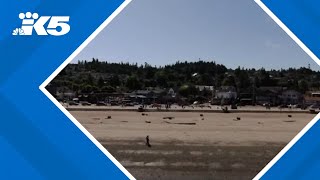 Some Seattle beaches will close early this summer in an effort to reduce illegal activity