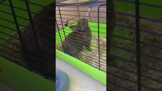 We Haan Het Heben Over Konijnen