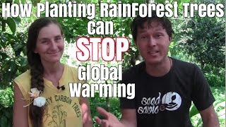 How Planting Rainforest Trees Can Stop Global Warming