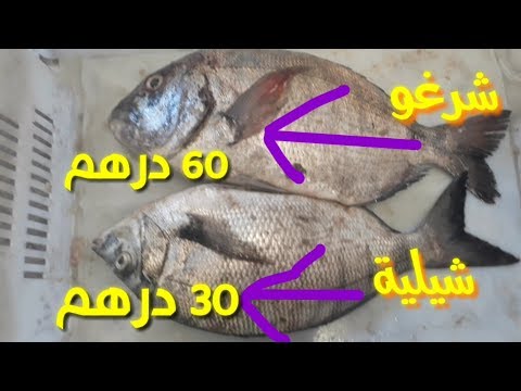 الفرق بين شرغو و شيلية كيتشابهو لكن الثمن والمذاق مختلف