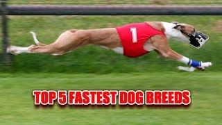 5 Most Fastest Dog Breeds in the World by Chó Cưng (Dog Lover) 54,323 views 7 years ago 1 minute, 43 seconds