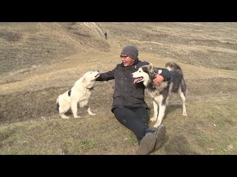 Якутская лайка получила мировое признание
