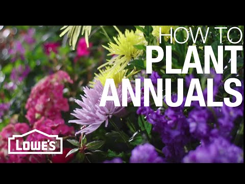 Video: Annuals For The Garden - Lær om årlige hageplanter