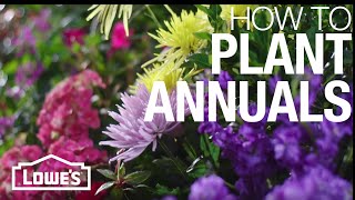 A garden of annual plants will come back year after year. Learn how to choose and plant annuals in your garden with these tips. 