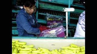 Packing yellow squash in MAP
