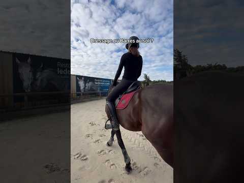 Dressage ou barres au sol ? #cheval #horse