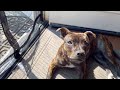 I installed the magic mesh screen door for our Dog