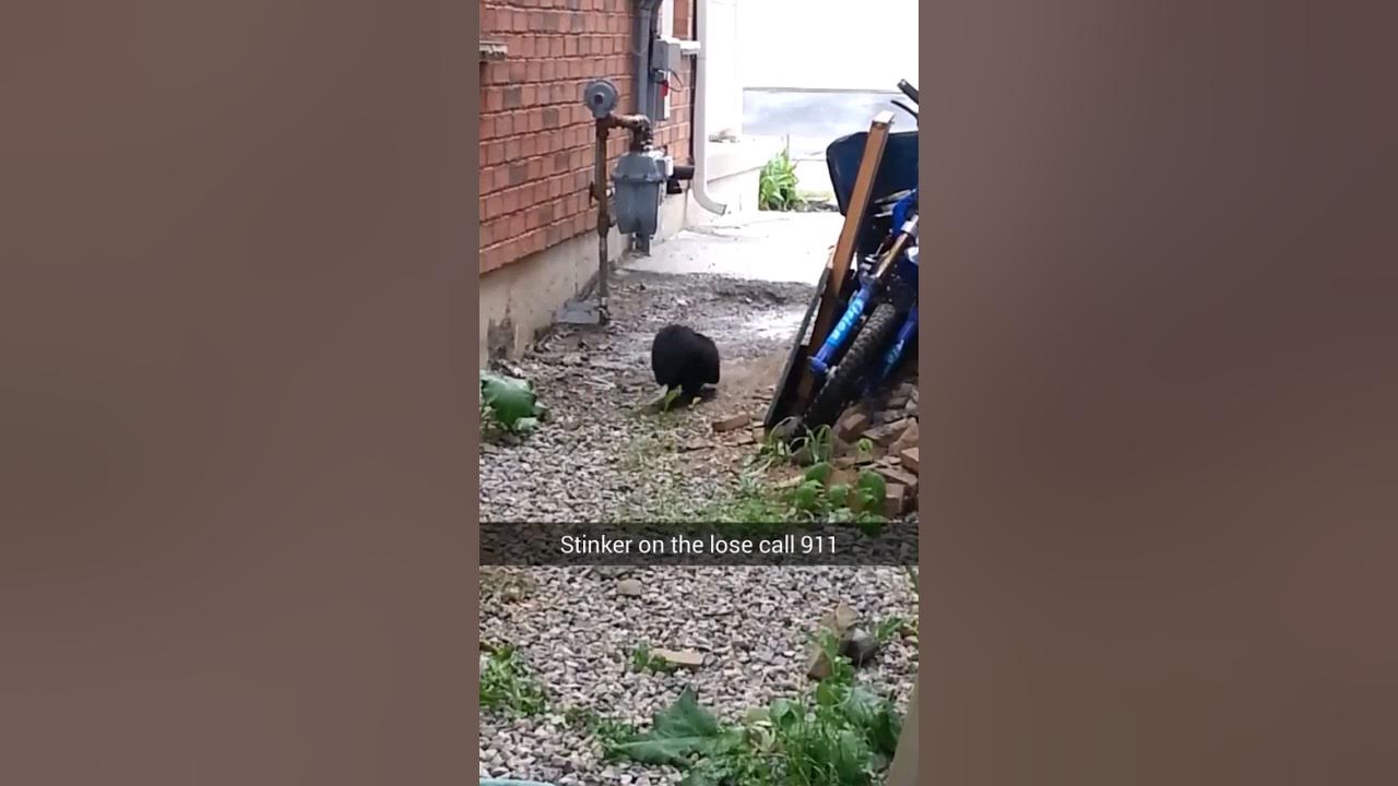 Almost got Sprayed by a Skunk! #skunks #animalattitude #scaryanimals #