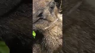 Marmot eating greens