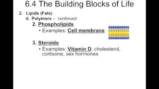 Biology S Macromolecule Notes