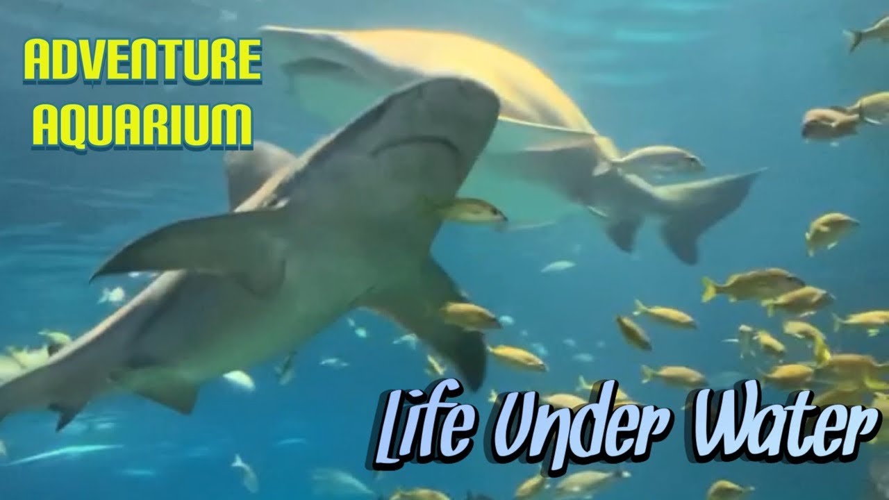 Adventure Aquarium/Life Under Water/Shark Tank YouTube