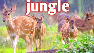 wild animals | jungle safaris | animal cams  | live animal