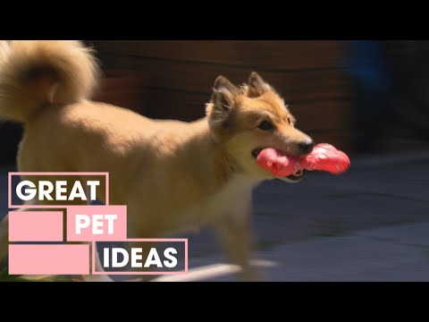 Video: Fetch skvelý štýl, ktorý pomáha záchranným psom