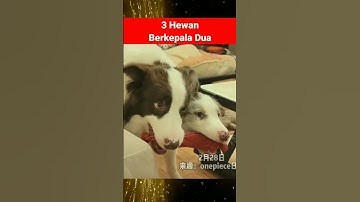 3 Hewan Berkepala Dua