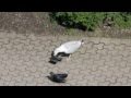 birds fight to the death