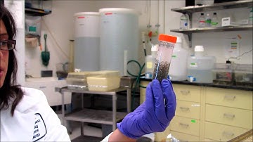 Making Transgenic Xenopus laevis: Dejellying Eggs