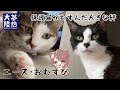 【情熱大陸Vol.027】保護猫 おむすび＆エースに密着【ベンガルロケット】