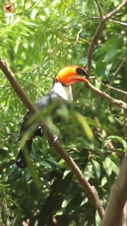 Toucan bird sound