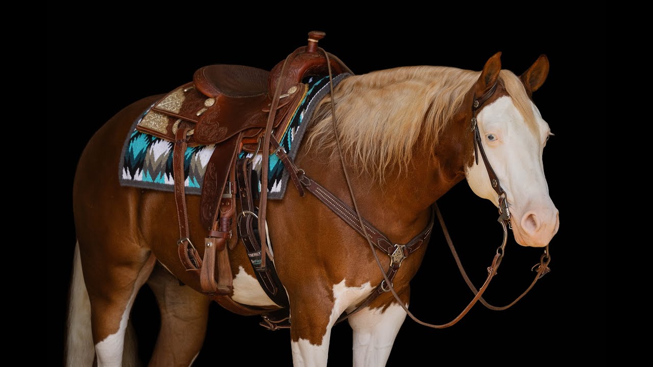 LOT #9 Bazooka JoJo Offered by Diamond K Horses at 2024 Best of the West