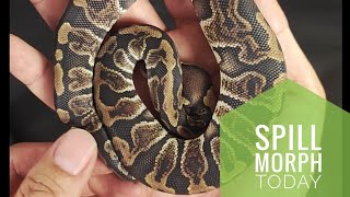 Spill Morph Today: Ball Python GHI (Gotta Have It) | Daily Morph Brew