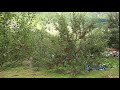 Apples orchard in Harsil Uttarakhand India.