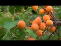 Урожай абрикосов. Дачные советы