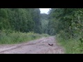 Voveriukas skuba per kelią