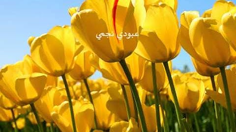 القارئ الشيخ ناصر القطامي سورة الغاشية