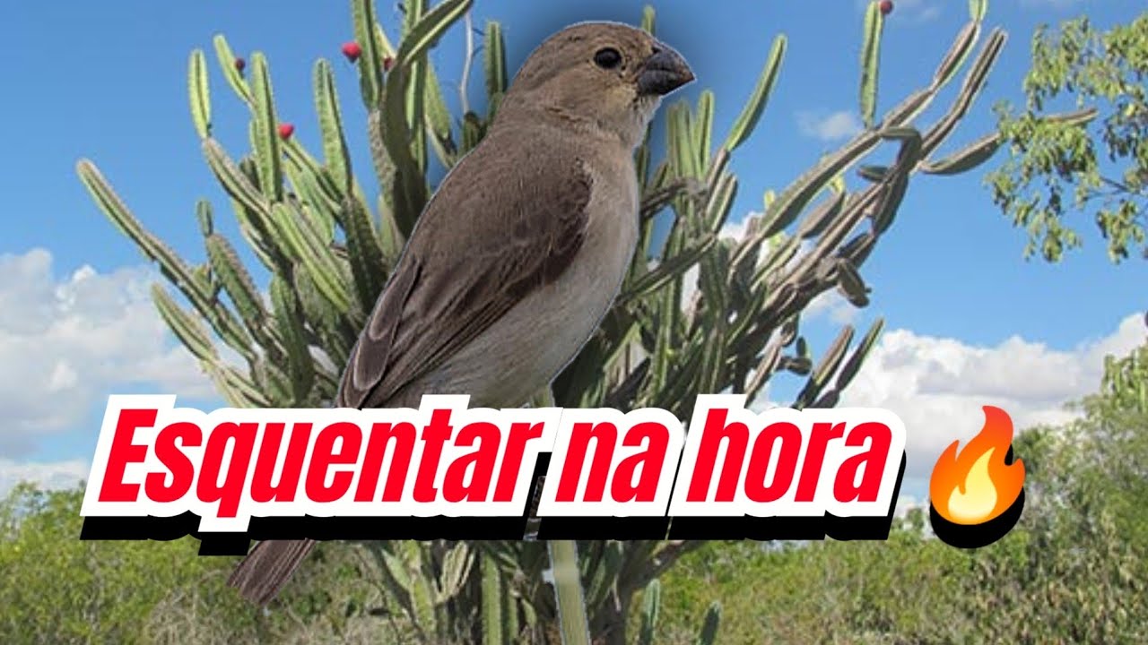 fêmea de golinha ou patativa chamando pra esquentar o macho