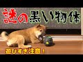 柴犬（豆柴）みかん｜これが子犬の鳴き声？新しいおもちゃに大興奮！