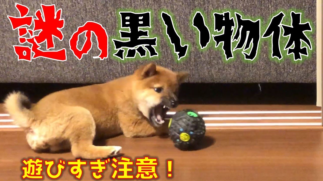 柴犬 豆柴 みかん これが子犬の鳴き声 新しいおもちゃに大興奮 Youtube