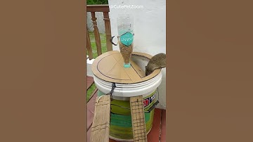 OMG! Bottle trap looks easy, but mice act... again? #cat #catandmouse #trending