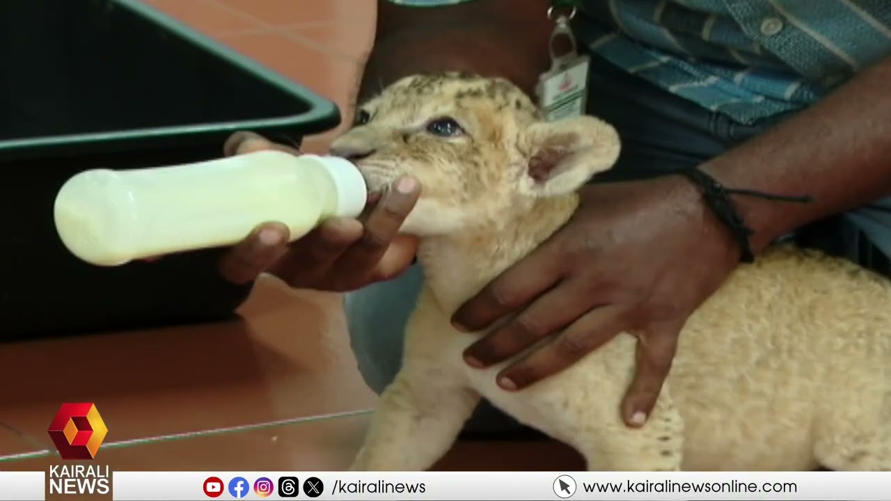 കണ്ടാൽ ഞാനൊരു സുന്ദരനാ,ഈ ചേട്ടന്മാർക്കൊരു ഓമനയാ!വന്യമൃഗത്തെ ഹാൻഡ്ഫീഡിങ് ചെയ്യുന്നവരെ കണ്ടിട്ടുണ്ടോ?