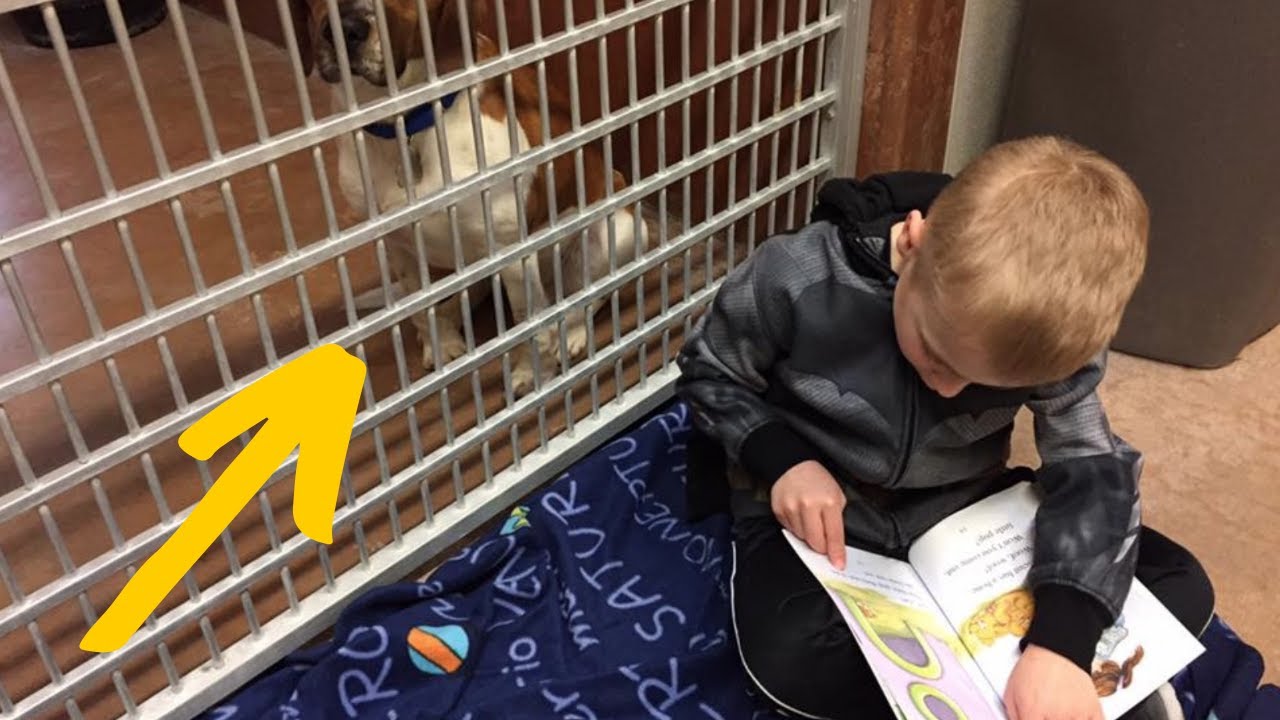 7 Year Old Boy Creates An ‘Underground Railroad’ For Dogs YouTube