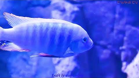 Những câu nói hay về lòng dạ con người mang nhiều ý nghĩa