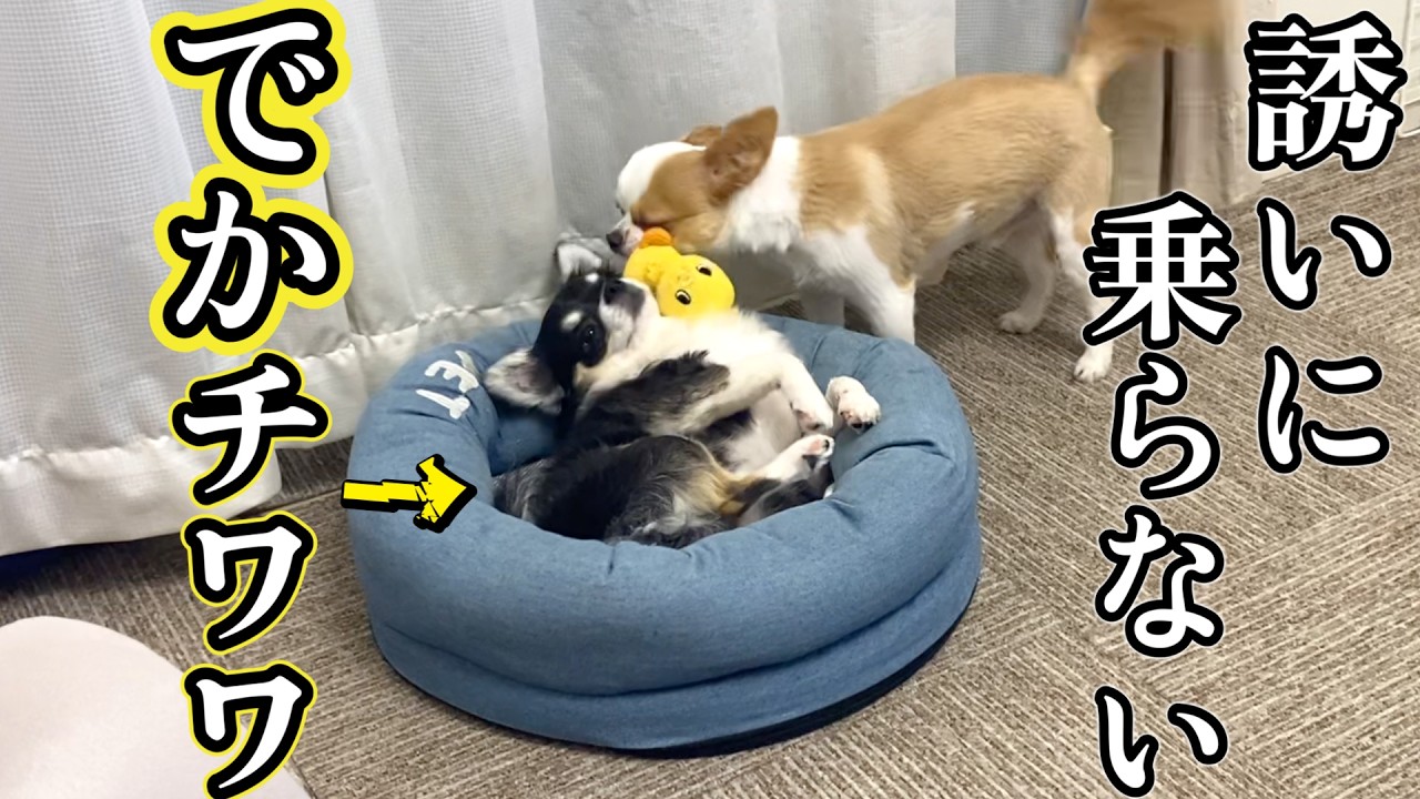 The giant chihuahua that showed absolutely no intention of moving