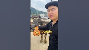 Trải nghiệm chợ trâu Bắc Hà.