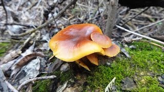 видео Flammulina velutipes, Зимний гриб