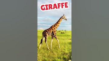 Giraffe, Giraffe sound