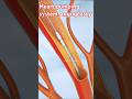#biology #angiography #facts #coronaryangiography #science #coronaryangioplasty #anatomy #doctor