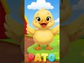 El Pato 🦆, Aves de la Granja, cómo hace el Pato?📢📢📢 #educacioninfantil #sonidosdeanimales