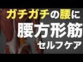 ガチガチの腰に腰方形筋セルフケア