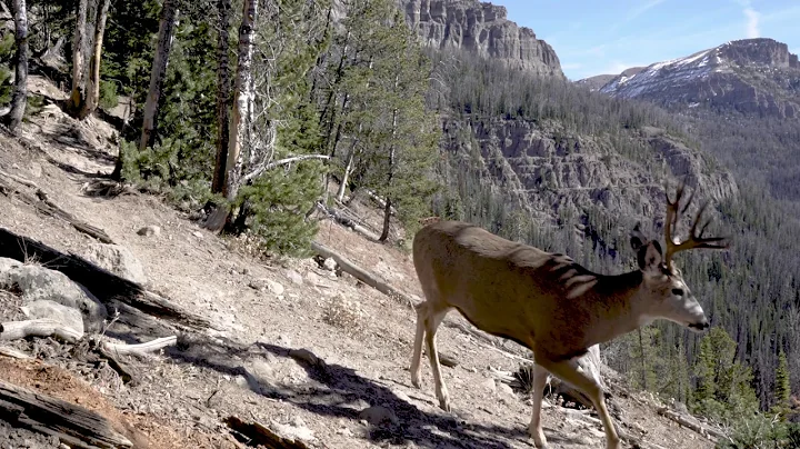 Yellowstone Elk Migration Trail: Amazing Camera Tr...