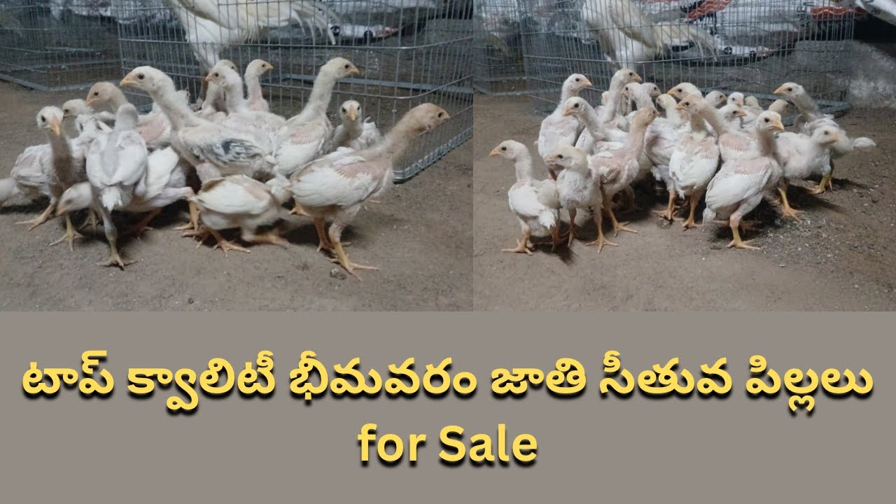 టాప్ క్వాలిటీ భీమవరం జాతి సీతువ పిల్లలు for Sale / Narasimha babu / 8008998909