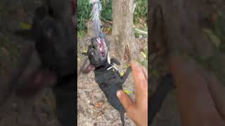 Tips To Spring Pole Toy