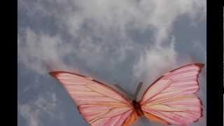 Video thumbnail of "The Last Drive-Butterfly 69"