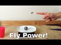 How much weight can a fly actually lift experimenti lassoed a fly