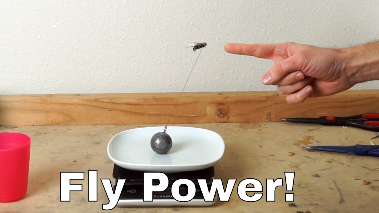 How Much Weight Can A Fly Actually Lift? Experiment—I Lassoed A Fly!