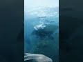The Beauty of the Ocean🌊 Ft. Ocean Waves (O Mar) by George Winston