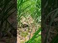 Ngebolang di kebun tebu sambil mikat #mikatburung #kicaumania #bolang